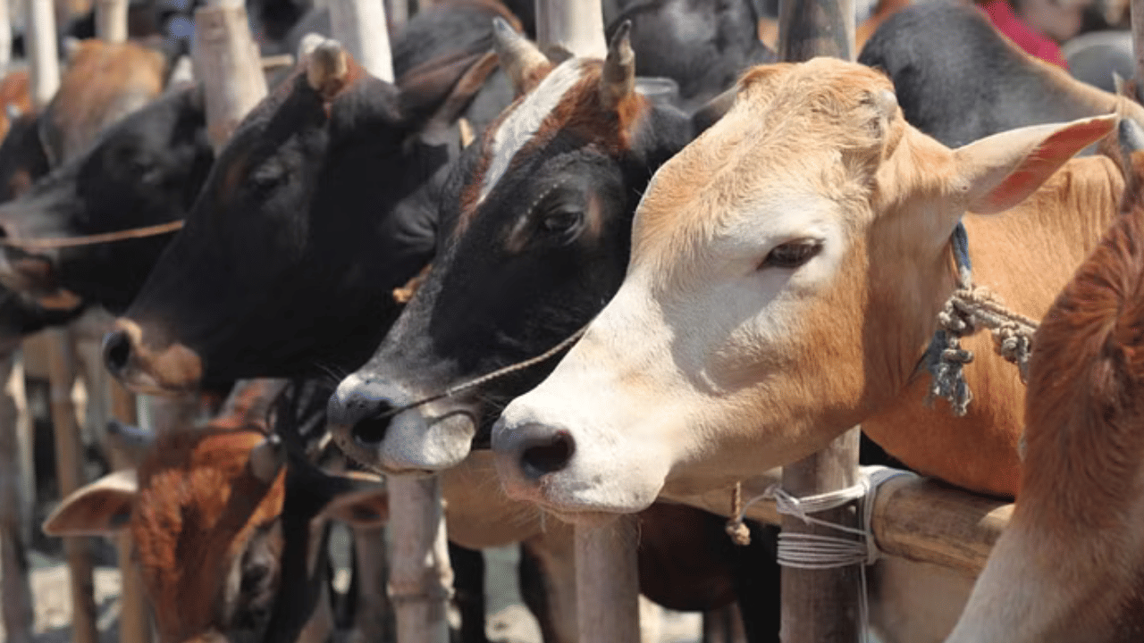 Kill Pregnant Cow: ഗർഭിണിയായ പശുവിന്റെ അകിട് അറുത്തുമാറ്റി, കിടാവിനെ പുറത്തെടുത്തു; അജ്ഞാതരുടെ ക്രൂരത കർണാടകയിൽ