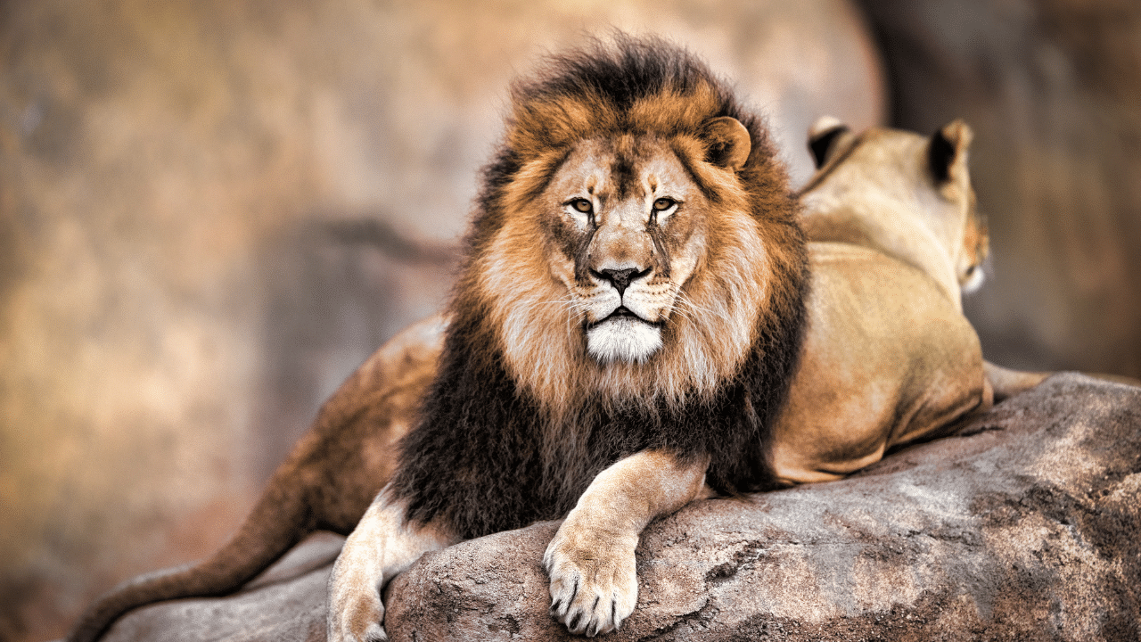 Man Entered Lion Cage: കാമുകിയെ സന്തോഷിപ്പിക്കാനായി കയറിച്ചെന്നത് സിംഹക്കൂട്ടിലേക്ക്; യുവാവിന് ദാരുണാന്ത്യം