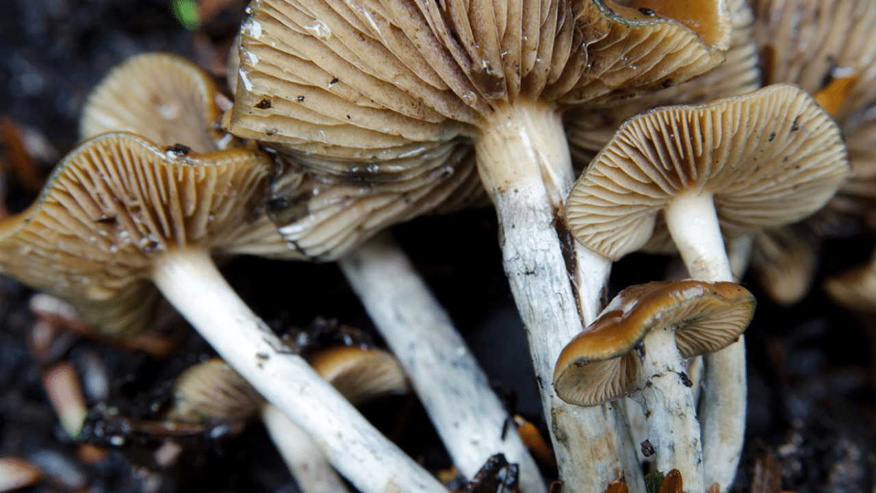 Magic Mushroom Is Not A Narcotic Substance