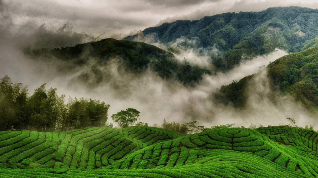 Munnar Weather: മഞ്ഞിൽപ്പൊതിഞ്ഞ് മൂന്നാർ…; കൊടുംചൂടിൽ ചില്ലാവാൻ ഇങ്ങോട്ട് പോന്നോളൂ