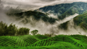 Munnar Glass Watch Tower: ആകാശത്തുകൂടെ ഒരു നടത്തം! മൂന്നാറിൽ ഗ്ലാസ് വാച്ച് ടവർ തുറന്നു; ടിക്കറ്റ് നിരക്കുകൾ