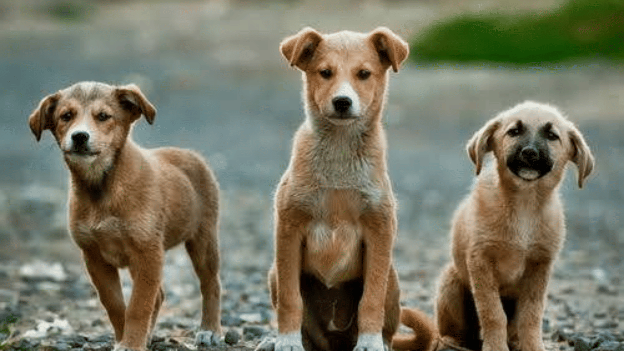 Stray Dog Attack: പ്രഭാതസവാരിക്കിടെ കോസ്റ്റ് ഗാര്‍ഡ് ഉദ്യോഗസ്ഥനെ തെരുവുനായ കടിച്ചു; സംഭവം കോവളം ബീച്ചില്‍