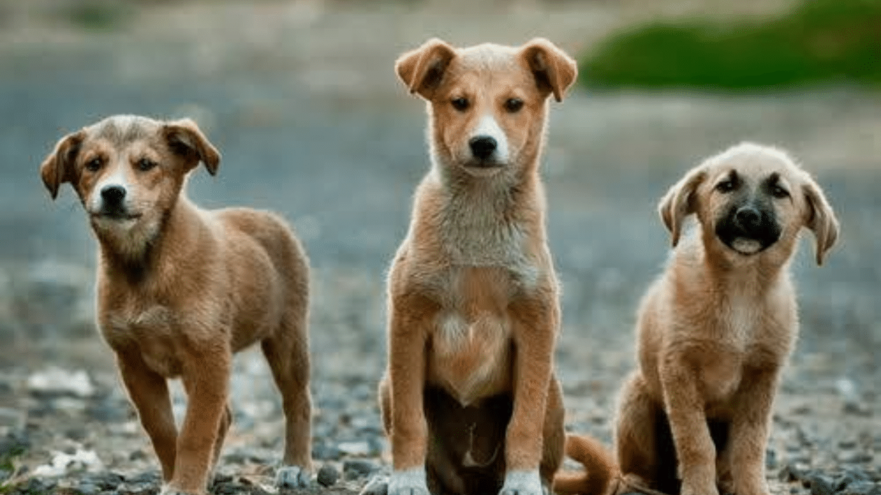 Stray Dog Attack: പ്രഭാതസവാരിക്കിടെ കോസ്റ്റ് ഗാര്‍ഡ് ഉദ്യോഗസ്ഥനെ തെരുവുനായ കടിച്ചു; സംഭവം കോവളം ബീച്ചില്‍