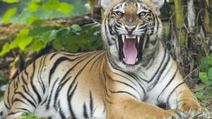 Tiger Attack in Mananthavady: മാനന്തവാടിയിൽ കടുവയുടെ ആക്രമണത്തില്‍ സ്ത്രീ കൊല്ലപ്പെട്ടു; സ്ഥലത്ത് സംഘർഷാവസ്ഥ