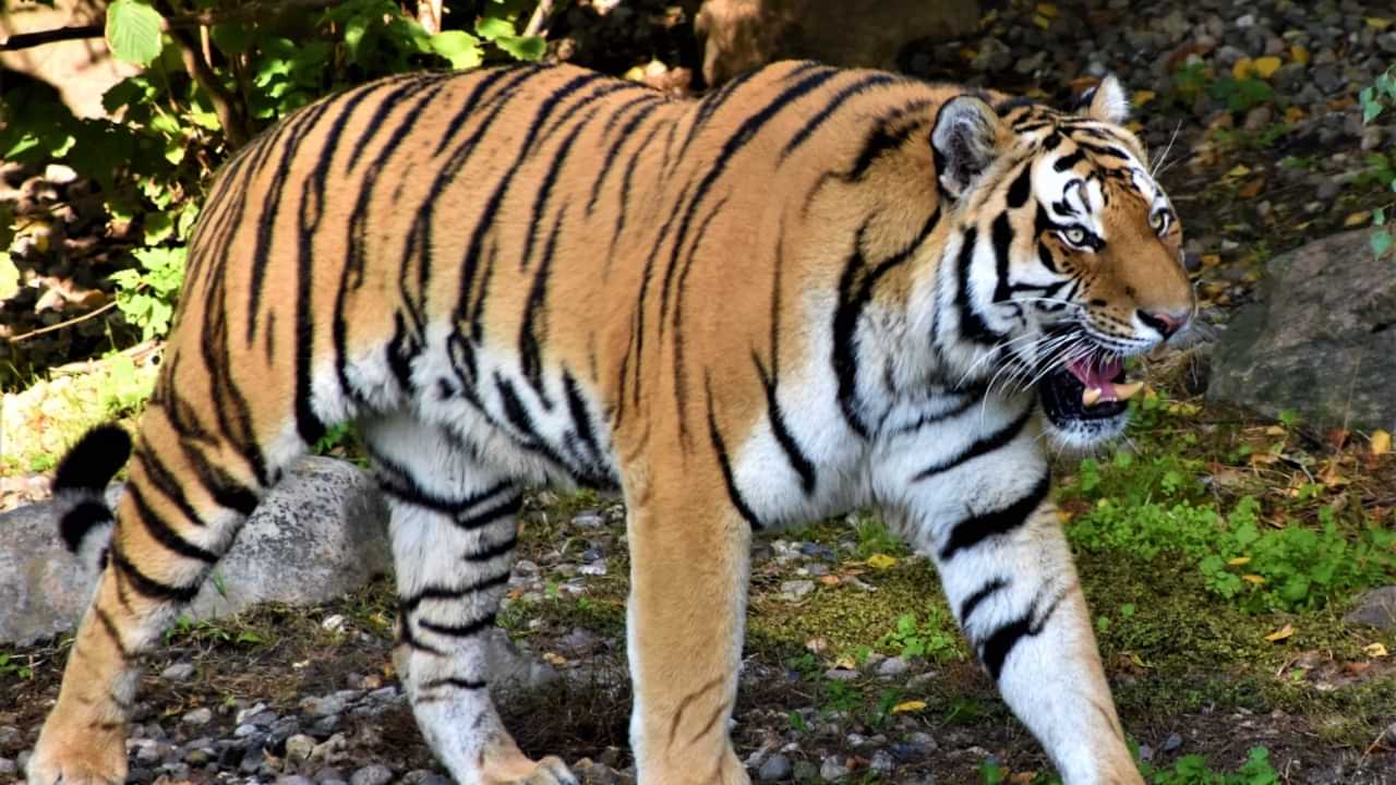 Wayanad Tiger Attack : നരഭോജിക്കടുവയ്ക്കായി ഇന്നും തിരച്ചിൽ; സ്കൂളുകൾക്ക് അവധി; പ്രദേശത്ത് 48 മണിക്കൂർ നിരോധനാഞ്ജ