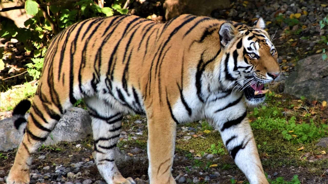 Wayanad Tiger Attack : നരഭോജിക്കടുവയ്ക്കായി ഇന്നും തിരച്ചിൽ; സ്കൂളുകൾക്ക് അവധി; പ്രദേശത്ത് 48 മണിക്കൂർ നിരോധനാഞ്ജ Wayanad Tiger Attack : നരഭോജിക്കടുവയ്ക്കായി ഇന്നും തിരച്ചിൽ; സ്കൂളുകൾക്ക് അവധി; പ്രദേശത്ത് 48 മണിക്കൂർ നിരോധനാഞ്ജ