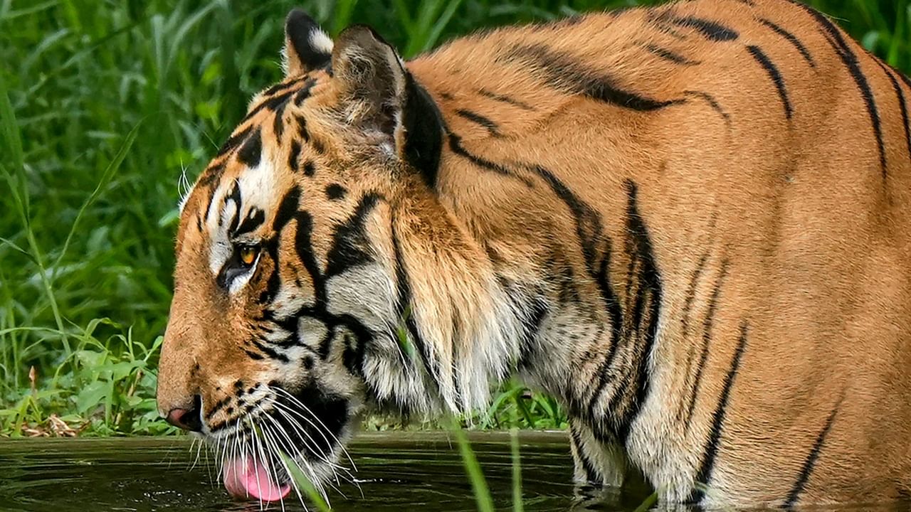 Wayanad Tiger Attack: വയനാട്ടിലെ നരഭോജി കടുവ ചത്ത നിലയിൽ Wayanad Tiger Attack: വയനാട്ടിലെ നരഭോജി കടുവ ചത്ത നിലയിൽ