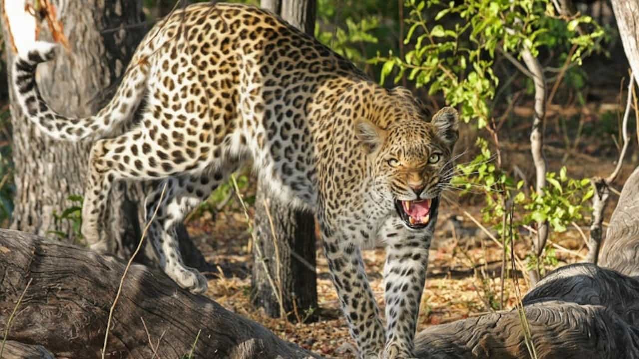Leopard Attack in Valparai: വാൽപ്പാറയിൽ മുറ്റത്ത് കളിച്ചു കൊണ്ടിരിക്കെ നാലരവയസ്സുകാരിയെ പുലി പിടിച്ചു; കുട്ടിയ്ക്കായി തിരച്ചിൽ
