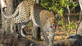 Leopard Attack in Valparai: വാൽപ്പാറയിൽ മുറ്റത്ത് കളിച്ചു കൊണ്ടിരിക്കെ നാലരവയസ്സുകാരിയെ പുലി പിടിച്ചു; കുട്ടിയ്ക്കായി തിരച്ചിൽ Leopard Attack in Valparai: വാൽപ്പാറയിൽ മുറ്റത്ത് കളിച്ചു കൊണ്ടിരിക്കെ നാലരവയസ്സുകാരിയെ പുലി പിടിച്ചു; കുട്ടിയ്ക്കായി തിരച്ചിൽ...