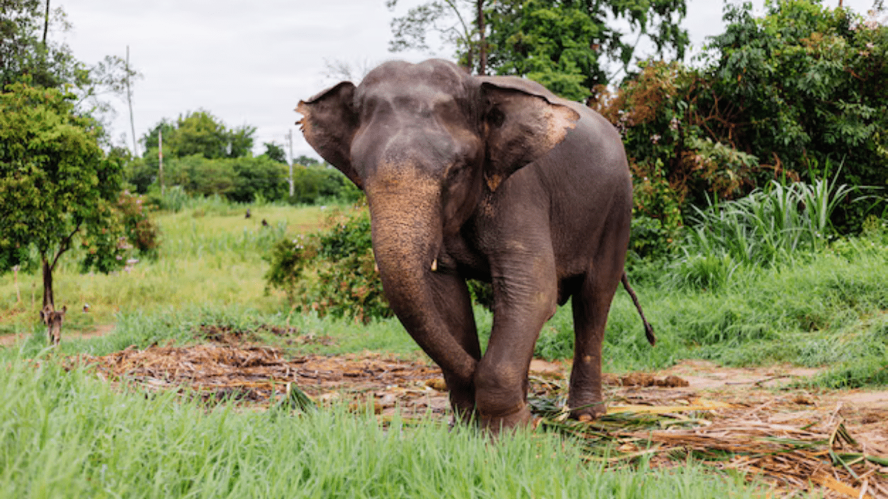 Wild Elephant Attack: വീണ്ടും കാട്ടാന ആക്രമണം; പുൽപള്ളിയിൽ 22 കാരന് ദാരുണാന്ത്യം Wild Elephant Attack: വീണ്ടും കാട്ടാന ആക്രമണം; പുൽപള്ളിയിൽ 22 കാരന് ദാരുണാന്ത്യം