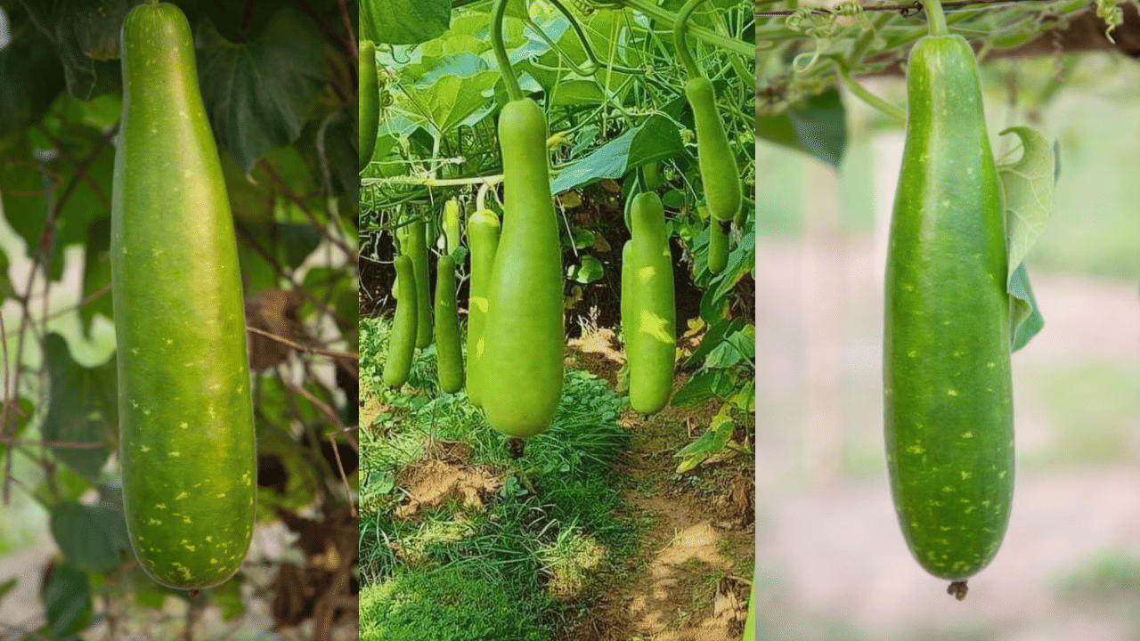 Lauki Benefits: ലോക്കി വേനലായാൽ കഴിക്കേണ്ട പച്ചക്കറി ഇതാണ്; കൊഴുപ്പോ കൊളസ്ട്രോളോ തീരെ ഇല്ല