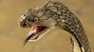 New Orleans : പാഞ്ഞുകയറി ട്രക്ക്, ജീവന്‍ നഷ്ടപ്പെട്ടത് 10 പേര്‍ക്ക്‌, പുതുവര്‍ഷപ്പുലരിയില്‍ യുഎസ് നടുങ്ങി; ന്യൂ ഓര്‍ലിയന്‍സില്‍ സംഭവിച്ചത്‌