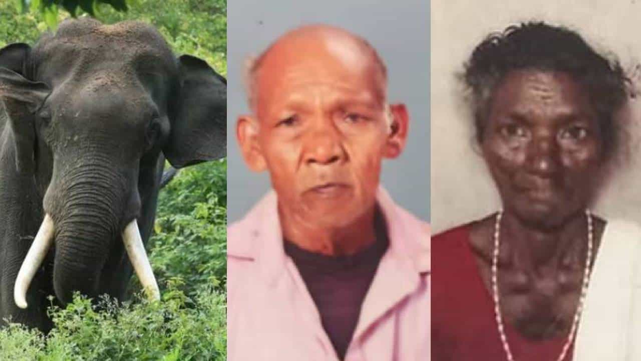 Kannur Wild Elephant Attack: ആറളം കാട്ടാന ആക്രമണം; ദമ്പതികളുടെ കുടുംബത്തിന് 20 ലക്ഷം നഷ്ടപരിഹാരം; ആദ്യ​ഗഡു ഇന്ന് കൈമാറും