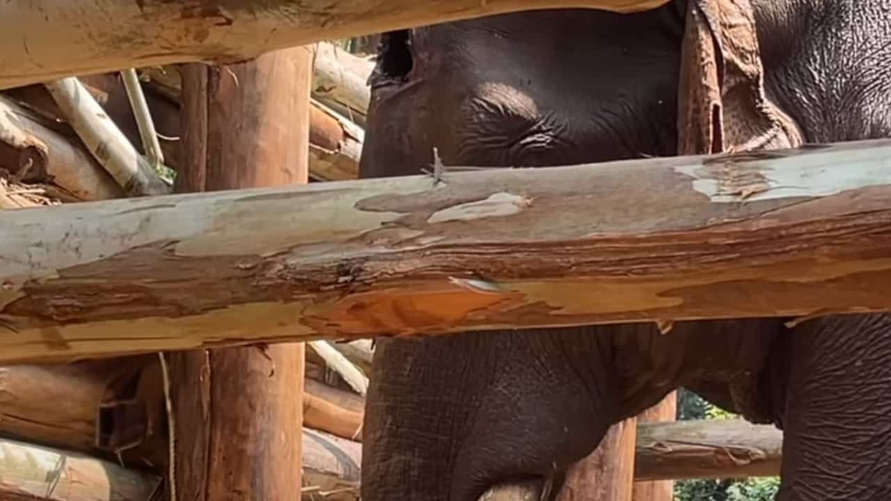 Athirappilly Elephant : അതിരപ്പള്ളിയിൽ മസ്തകത്തിൽ മുറിവേറ്റ് ചികിത്സയിലിരുന്ന കാട്ടാന ചെരിഞ്ഞു