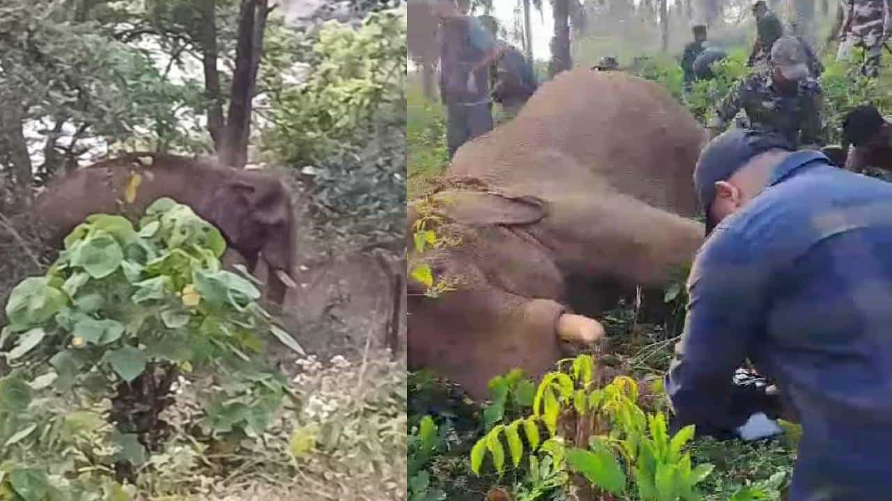 Athirappilly Elephant: അതിരപ്പിള്ളി ആന ദൗത്യം വിജയം; അനിമൽ ആംബുലന്‍സിൽ കൊമ്പനെ കോടനാട്ടേക്ക് കൊണ്ടുപോയി