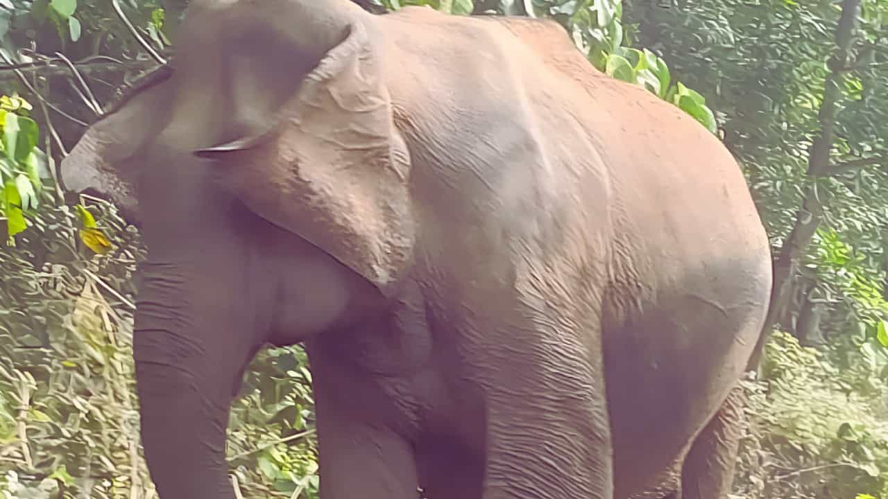 Athirappilly Elephant: അതിരപ്പള്ളിയിൽ പരിക്കേറ്റ കാട്ടാന മയക്കുവെടിയെറ്റു വീണു; ചികിത്സക്കായി കോടനാട്ടേക്ക് മാറ്റും