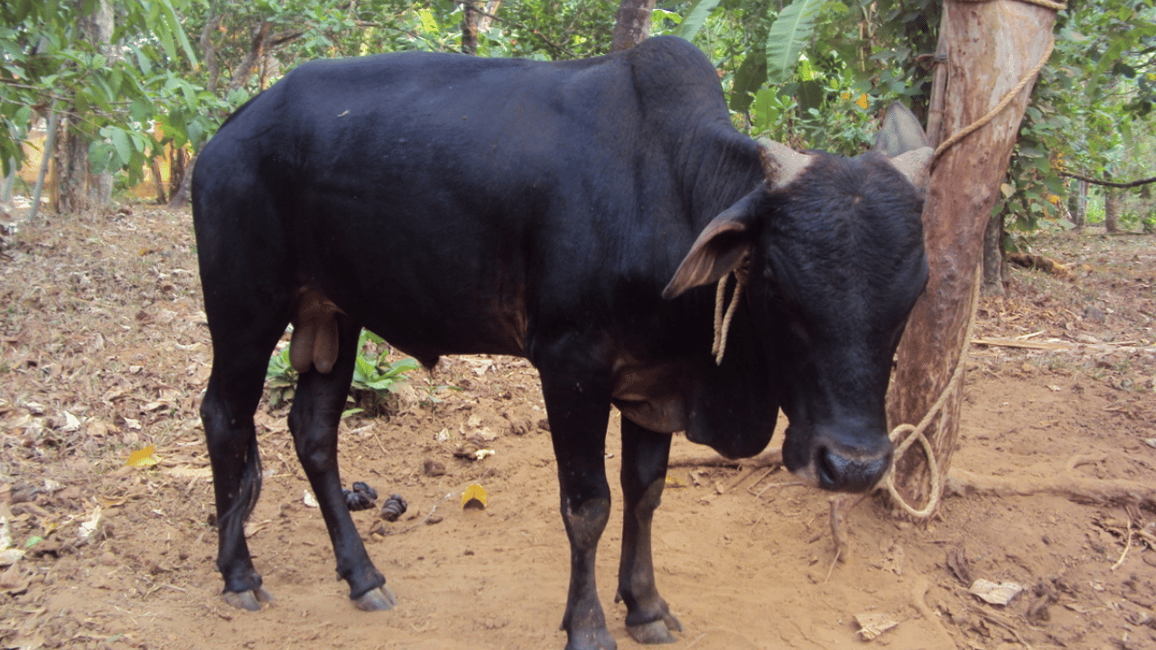 Woman Hit by Bull: ആറ്റിങ്ങലിൽ അറവുശാലയിൽ നിന്ന് വിരണ്ടോടിയ കാള ഇടിച്ചുവീഴ്ത്തി; ചികിത്സയിരുന്ന സ്ത്രീ മരിച്ചു
