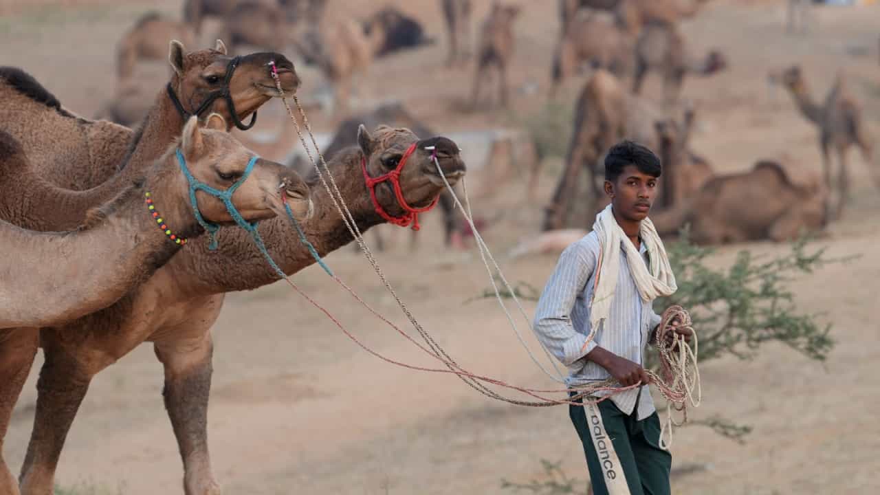 Camel Meat Malappuram: മലപ്പുറത്ത് ഒട്ടക ഇറച്ചി കിലോ 700 രൂപ, പരസ്യത്തിന് പിന്നിലെ സത്യം അന്വേഷിച്ച് പോലീസ്