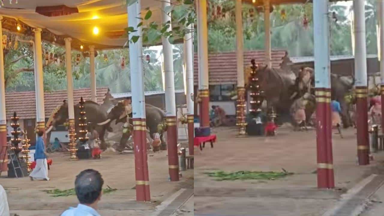 Elephant Attack Koyilandi:  കൊയിലാണ്ടിയിൽ ഉത്സവത്തിനിടെ ആന ഇടഞ്ഞു: രണ്ട് പേര്‍ മരിച്ചു; നിരവധി പേര്‍ക്ക് പരിക്ക്