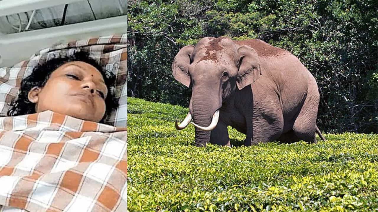Padayappa Elephant Attack: പരാക്രമം തുടര്‍ന്ന് പടയപ്പ; ആക്രമണത്തില്‍ യുവതിയുടെ ഇടുപ്പെല്ല് ഒടിഞ്ഞു