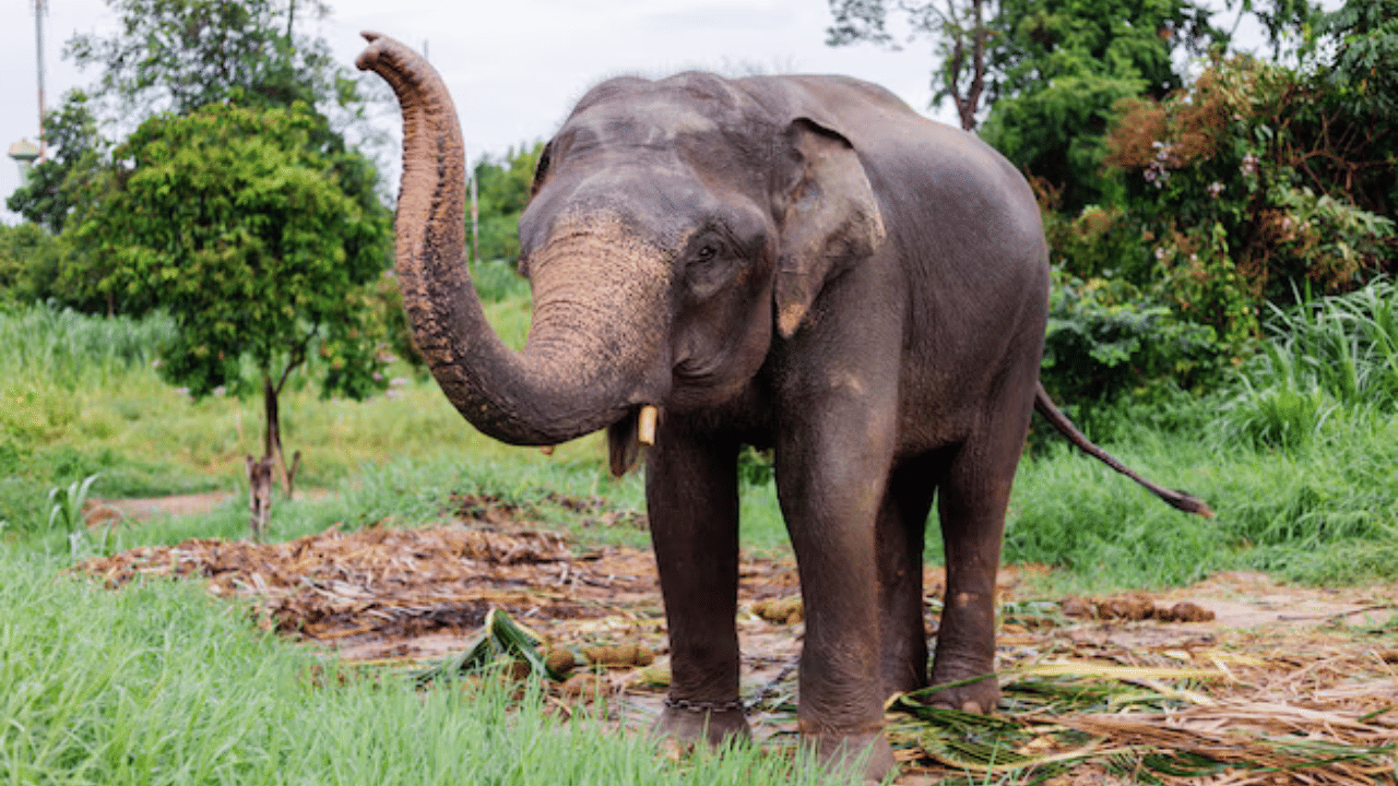 Padayappa Elephant Attack: മറയൂരിൽ കാട്ടാന ആക്രമണം; ഷൂട്ടിങ് സംഘം സഞ്ചരിച്ച വാഹനത്തിൻ്റെ മുൻവശം തകർത്തു