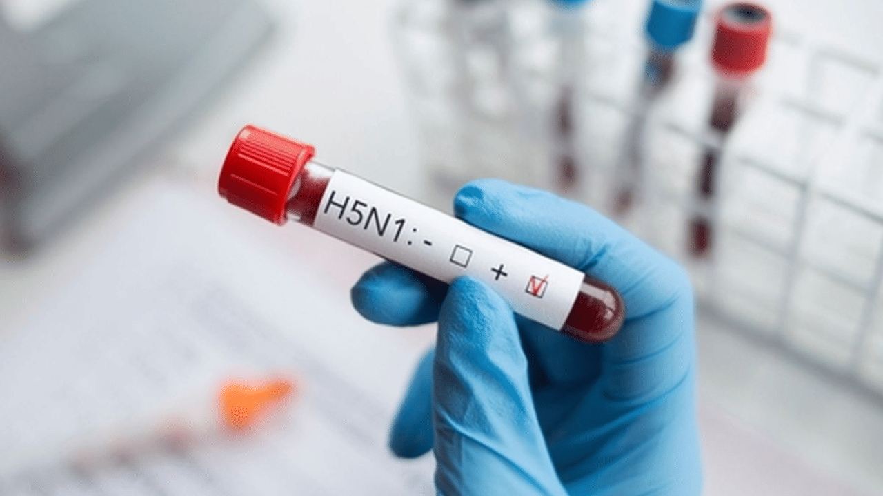 H5N1 Case India: ഇന്ത്യയിൽ ആദ്യമായി പൂച്ചകളിൽ H5N1 വൈറസ് ബാധ സ്ഥിരീകരിച്ചു; മനുഷ്യരിലേക്കും പകര്‍ന്നേക്കാം