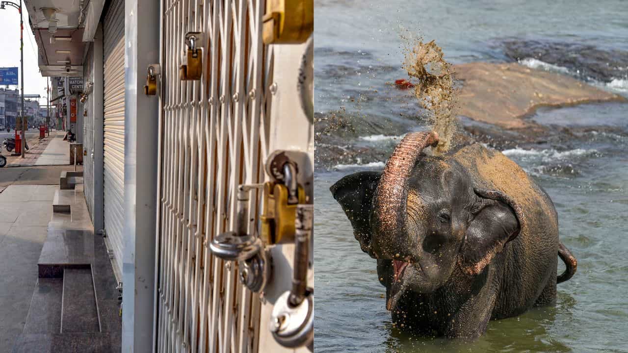 Kannur Wild Elephant Attack : ആറളത്ത് നാളെ ഹർത്താൽ; മൃതദേഹം മാറ്റാൻ അനുവദിക്കാതെ പ്രതിഷേധവുമായി നാട്ടുകാർ