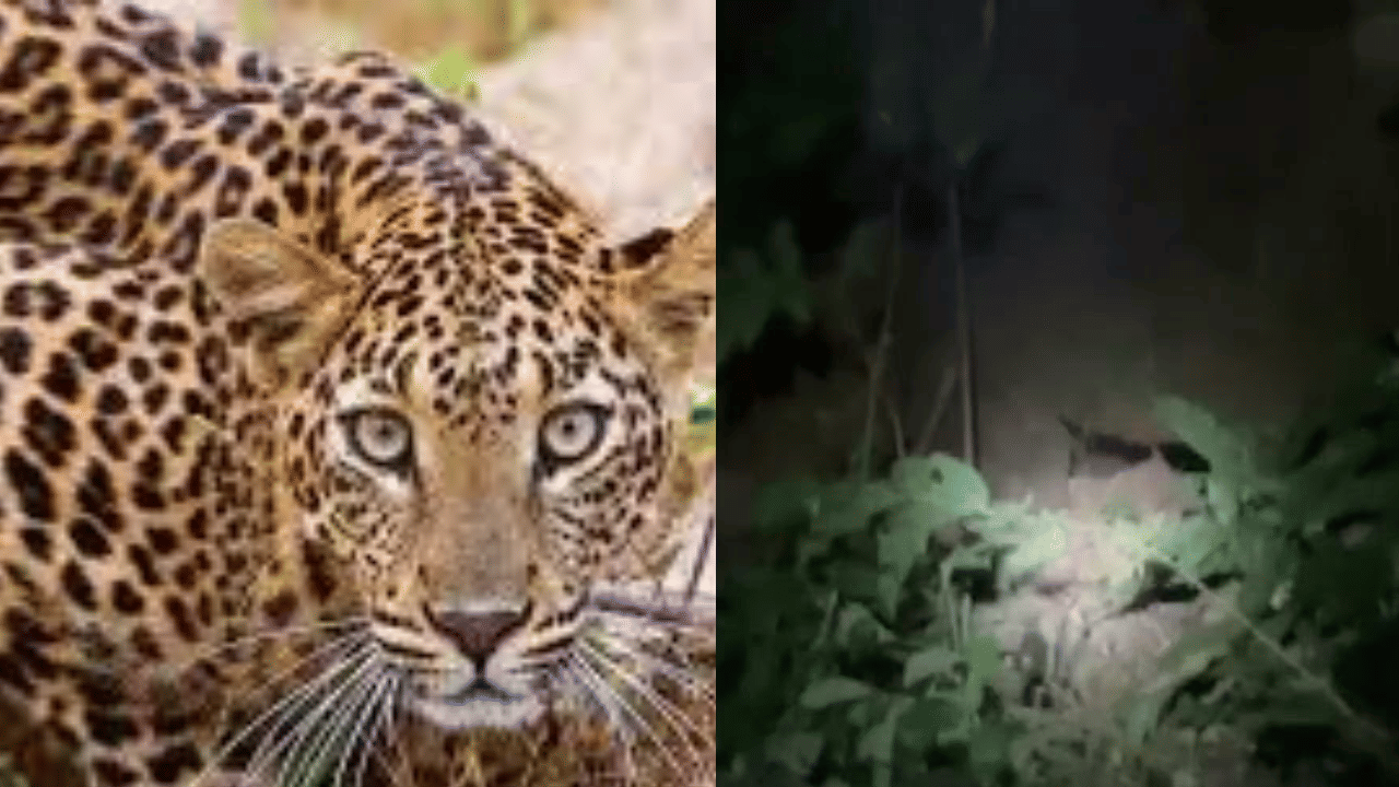 Leopard Trapped in Kasargod: കാസര്‍കോട് പുലി തുരങ്കത്തില്‍ കുടുങ്ങിയ സംഭവം; മയക്ക് വെടി വെച്ച് കീഴ്‌പ്പെടുത്തും