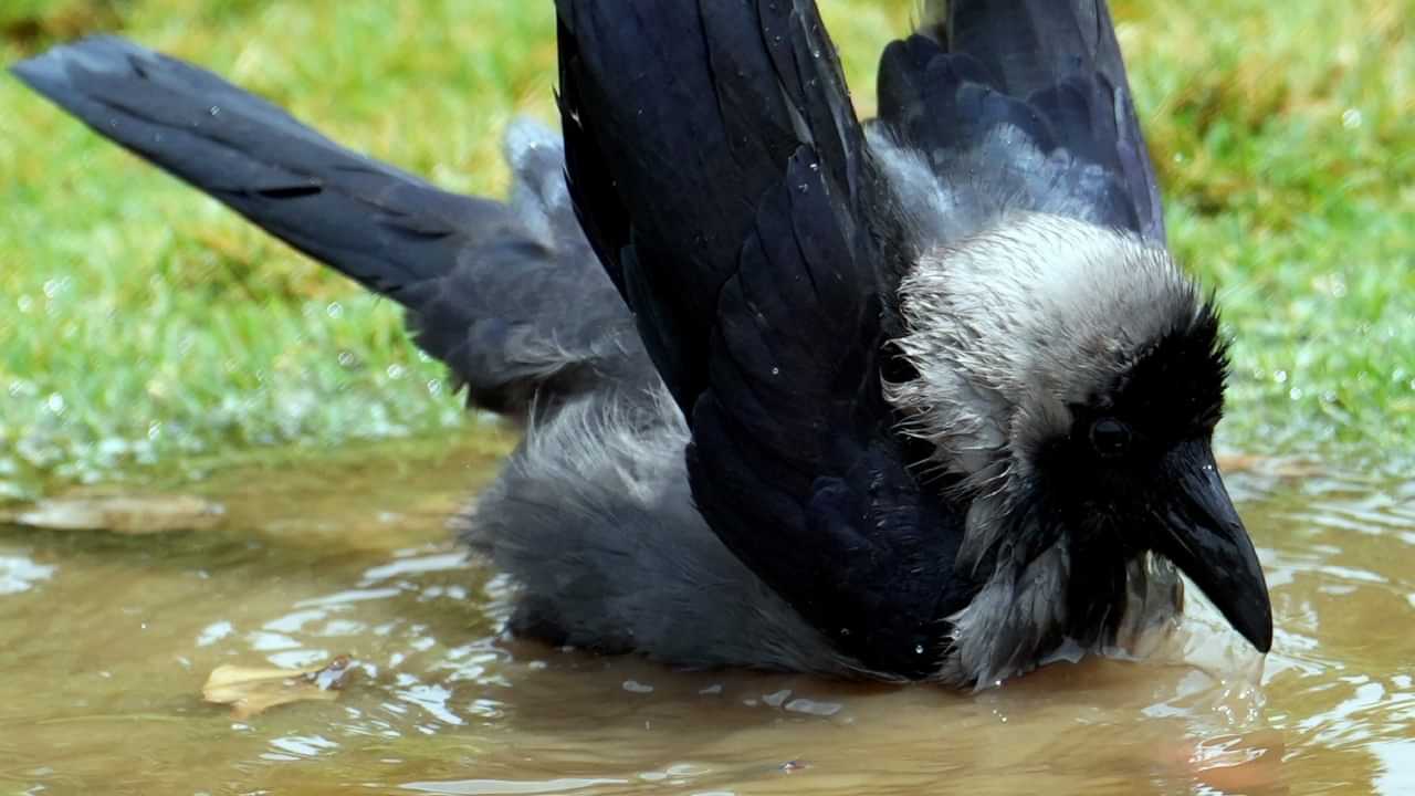 Kerala Weather Report: സംസ്ഥാനത്ത് ഇന്നും ചൂടൻ ദിനം; 2 മുതൽ മൂന്ന് ഡിഗ്രി വരെ താപനില ഉയരാൻ സാധ്യതയെന്ന് മുന്നറിയിപ്പ്