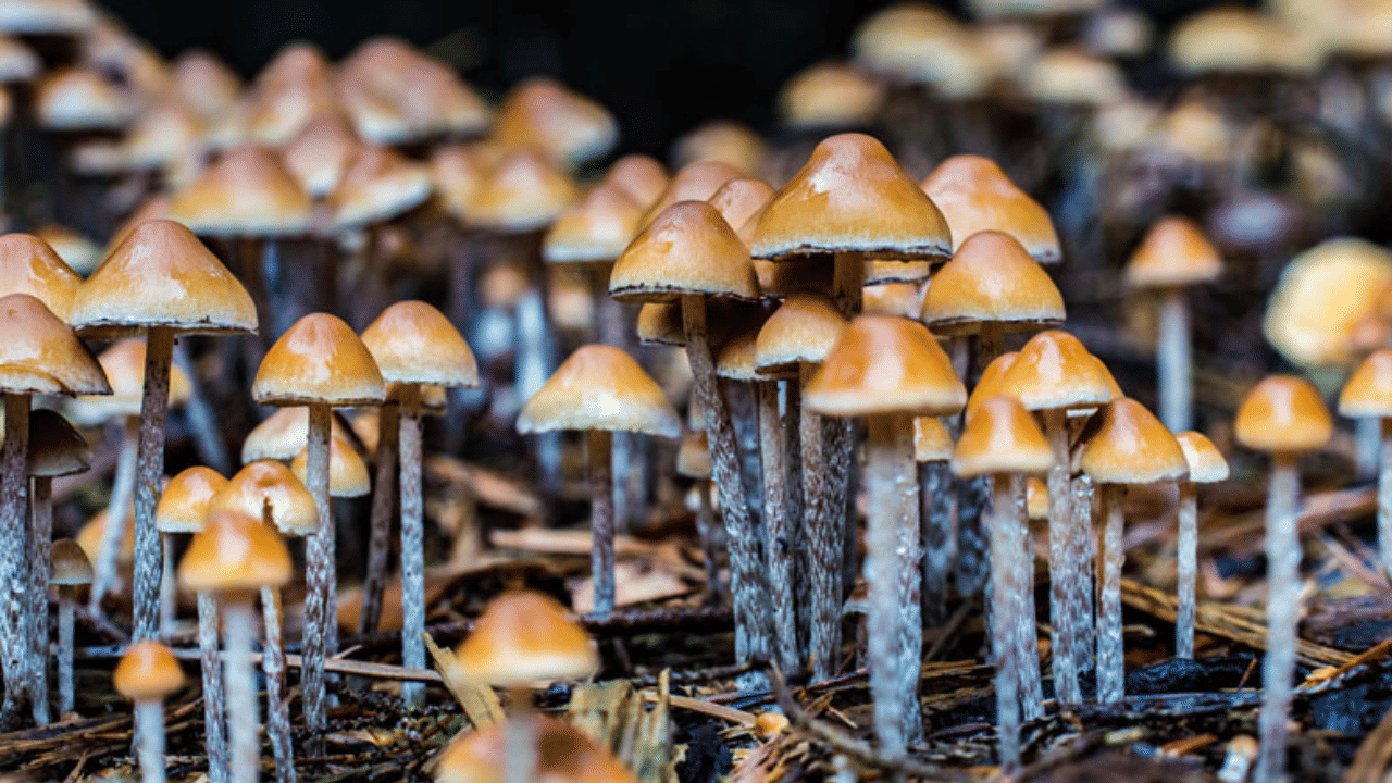 Magic Mashroom: മാജിക് മഷ്റൂം ലഹരിതന്നെയാണെന്ന് എക്സൈസ്; ഹൈക്കോടതി വിധിക്കെതിരേ അപ്പീൽ നൽകും Magic Mashroom: മാജിക് മഷ്റൂം ലഹരിതന്നെയാണെന്ന് എക്സൈസ്; ഹൈക്കോടതി വിധിക്കെതിരേ അപ്പീൽ നൽകും