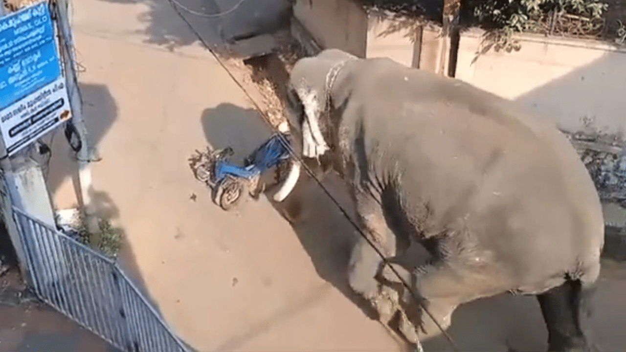 Nilambur Elephant Attack: നിലമ്പൂരിൽ ഉത്സവത്തിനെത്തിച്ച ആന ഇടഞ്ഞു; മുന്നിൽ കണ്ട സ്കൂട്ടർ ഉൾപ്പടെ എടുത്തെറിയുന്നതിന്റെ ദൃശ്യങ്ങൾ പുറത്ത്