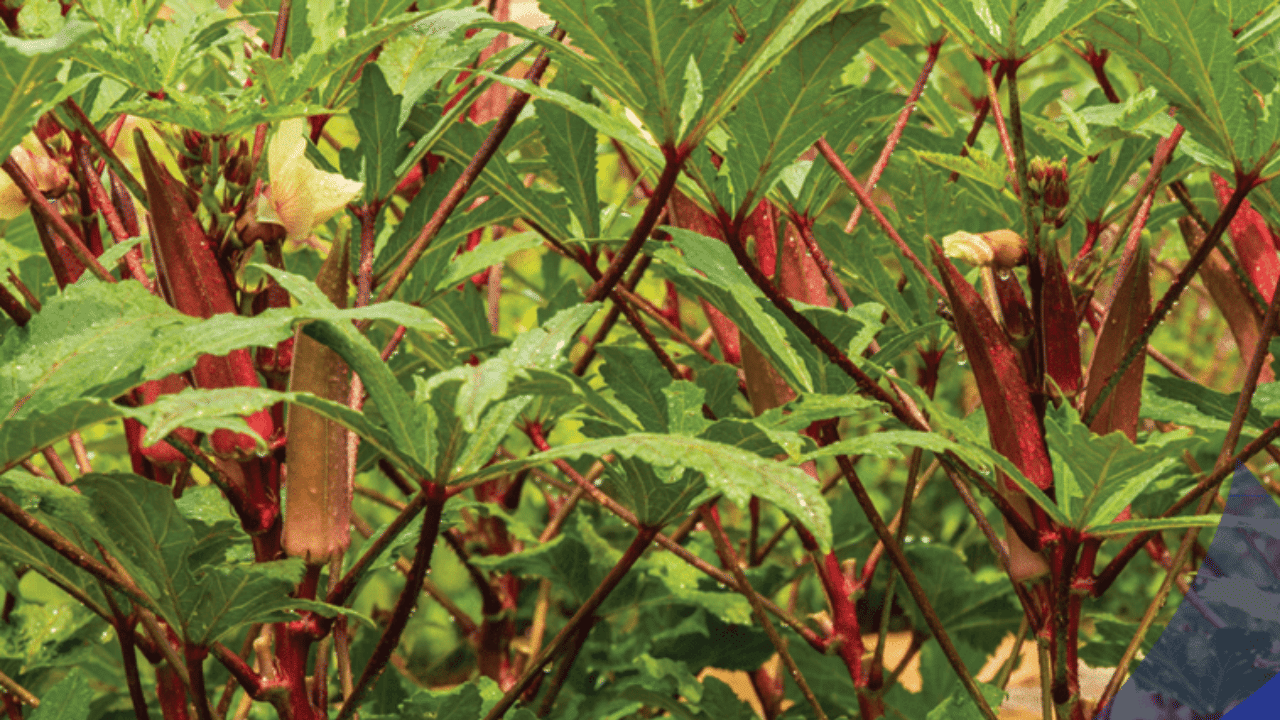 നാരങ്ങ ചേർത്ത വെണ്ടക്ക വെള്ളത്തിന് ആരോഗ്യ ഗുണങ്ങളൾ ഏറെയാണ്. വെണ്ടക്കയിൽ നാരുകൾ, വൈറ്റമിനുകൾ, ആന്റിഓക്സിഡന്റുകൾ എന്നിവ ധാരാളം അടങ്ങിയിട്ടുണ്ട്. ഇവയിലേക്ക് നാരങ്ങയും കൂടി സംയോജിപ്പിക്കുമ്പോൾ, ദഹനം, പ്രതിരോധശേഷി, മൊത്തത്തിലുള്ള ക്ഷേമം എന്നിവ വർദ്ധിപ്പിക്കുന്ന ശക്തമായ ഒരു ഡീടോക്സ് പാനീയമായി ഇത് മാറുന്നു.