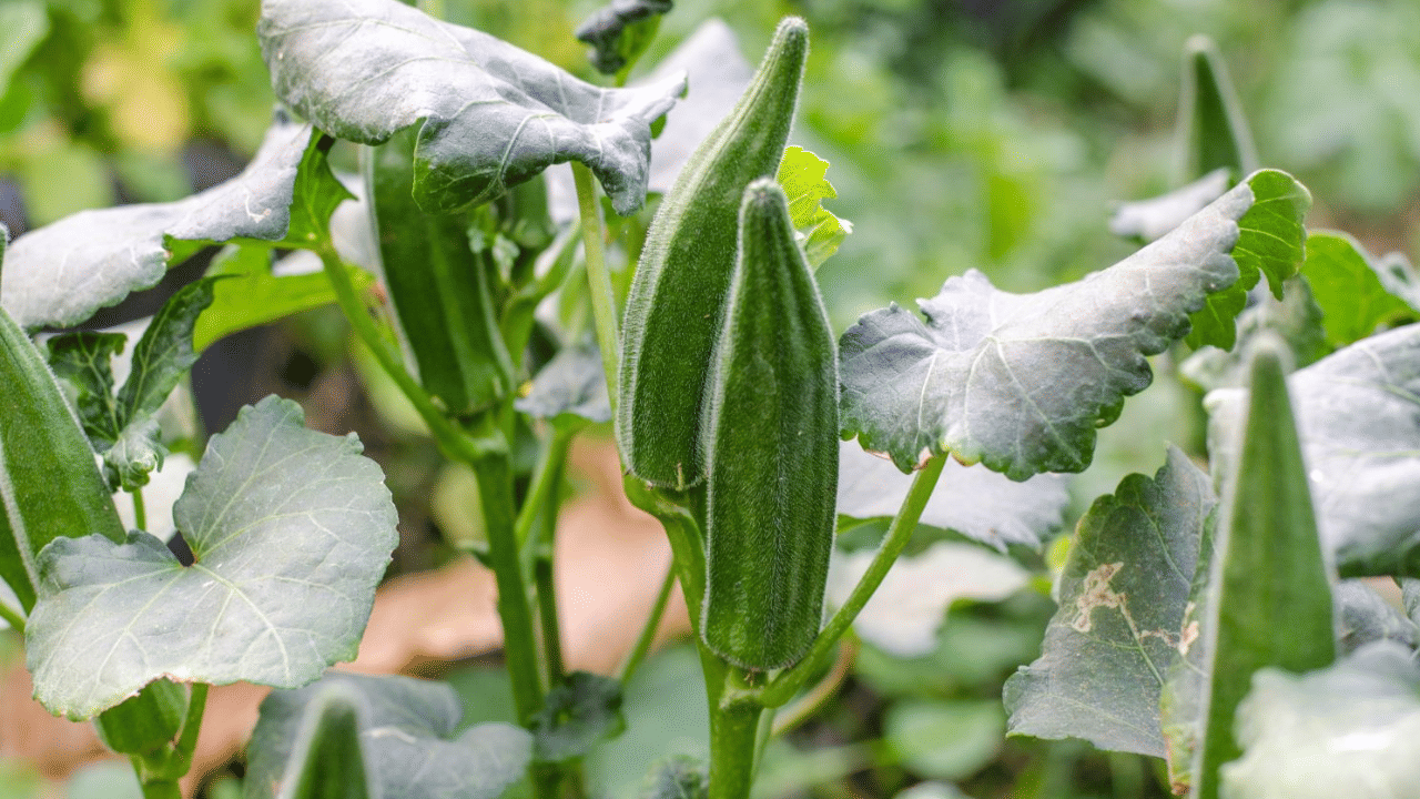 പ്രമേഹം നിയന്ത്രിക്കാൻ വെണ്ടക്ക വെള്ളം പലപ്പോഴും നല്ലതാണ്. കുടലിലെ പഞ്ചസാരയുടെ ആഗിരണം കുറയ്ക്കുന്നതിനും ഗ്ലൂക്കോസിന്റെ അളവ് നിയന്ത്രിക്കുന്നതിനും സഹായിക്കുന്ന സംയുക്തങ്ങൾ വെണ്ടക്കയിൽ അടങ്ങിയിട്ടുണ്ട്. വെണ്ടക്കയും നാരങ്ങയും ചേർന്ന മിശ്രിതം ഇൻസുലിൻ സംവേദനക്ഷമത മെച്ചപ്പെടുത്താനും സഹായിക്കുന്നു.