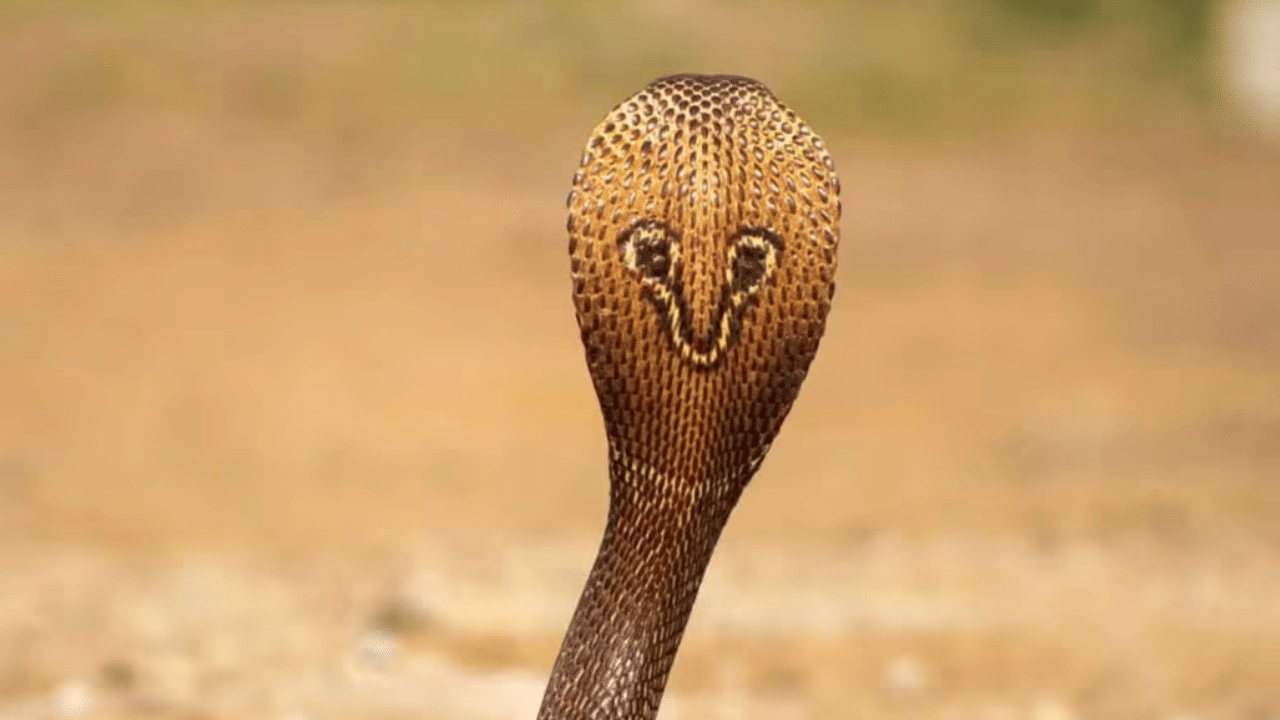 Cobra Found in Court: കോടതിയിൽ വാദം നടക്കുന്നതിനിടെ ജഡ്ജിയുടെ ചേമ്പറിൽ മൂർഖൻ പാമ്പ്; സംഭവം കണ്ണൂരിൽ