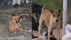 Stray Dog Attacks: സംസ്ഥാനത്ത് തെരുവുനായ ആക്രമണവും പേവിഷബാധയേറ്റുള്ള മരണവും കൂടുന്നു Stray Dog Attacks: സംസ്ഥാനത്ത് തെരുവുനായ ആക്രമണവും പേവിഷബാധയേറ്റുള്ള മരണവും കൂടുന്നു