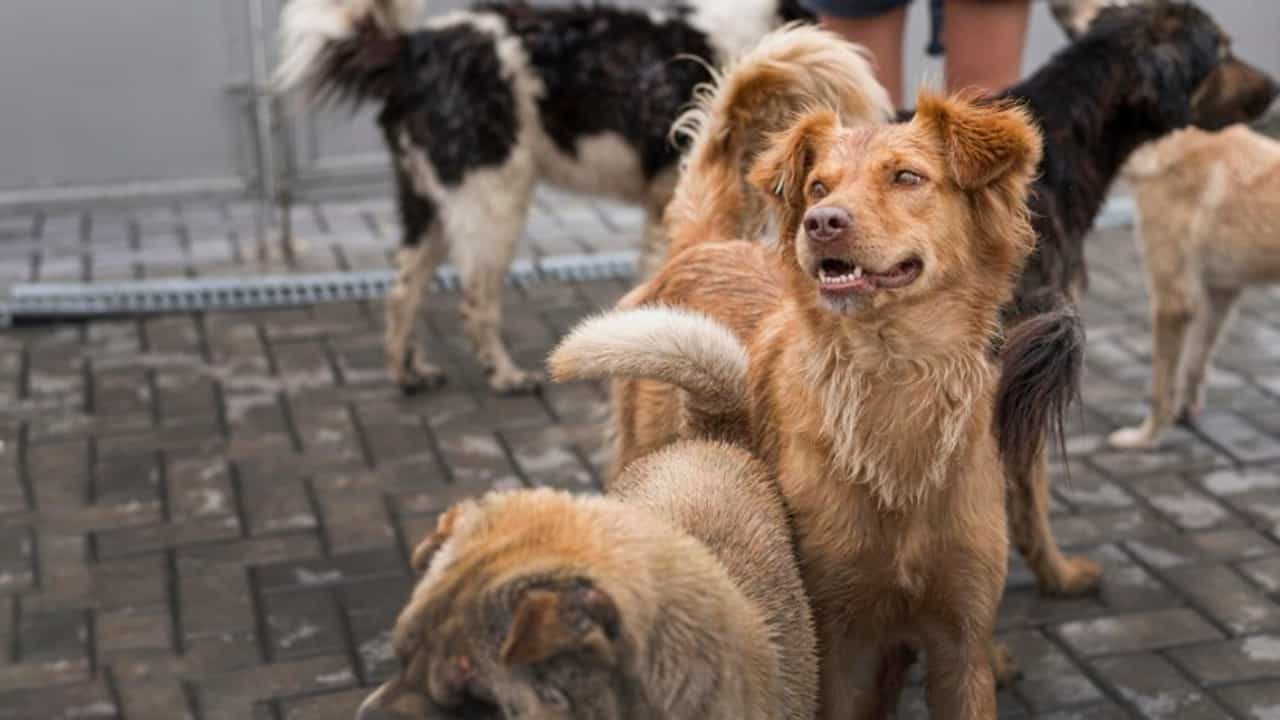 Stray Dog: തെരുവുനായയെ കണ്ട് പേടിച്ച് പിന്നോട്ടുമാറി; കൊല്ലത്ത് കനാലിൽ വീണ് എട്ടുവയസുകാരന് ദാരുണാന്ത്യം Stray Dog: തെരുവുനായയെ കണ്ട് പേടിച്ച് പിന്നോട്ടുമാറി; കൊല്ലത്ത് കനാലിൽ വീണ് എട്ടുവയസുകാരന് ദാരുണാന്ത്യം