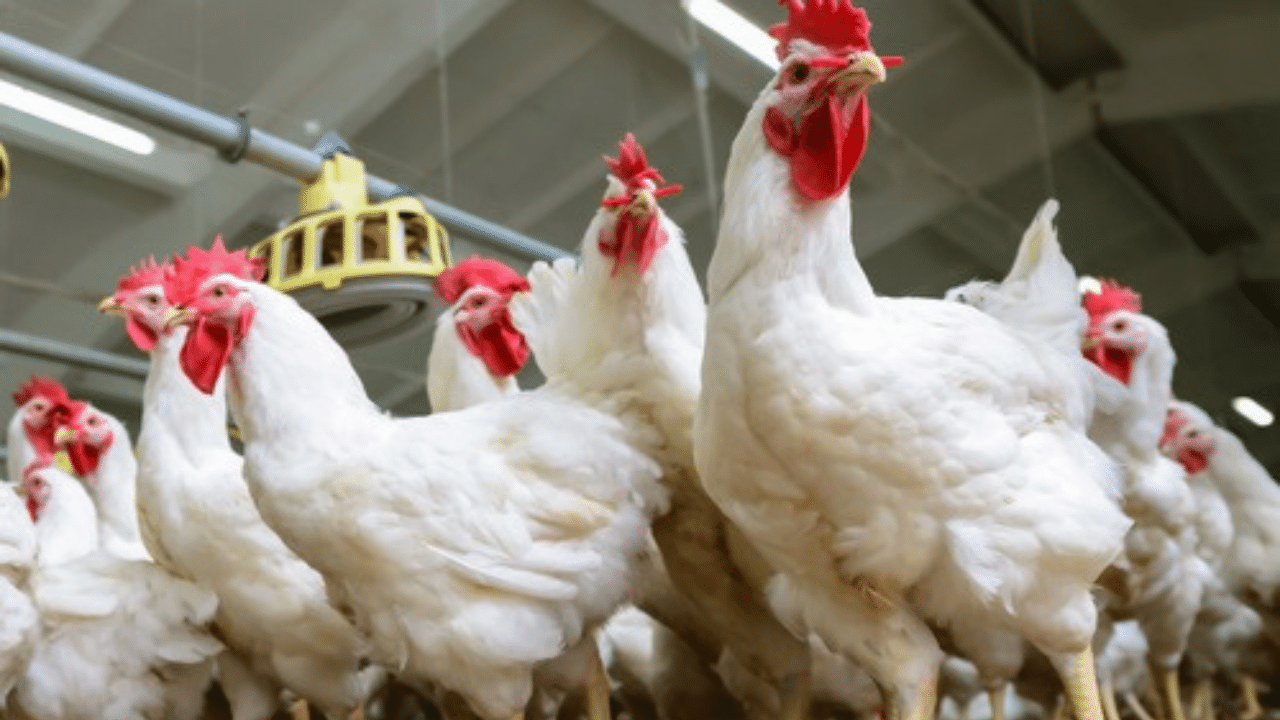 Telangana Bird Flu: മൂന്ന് ദിവസത്തിൽ ചത്തു വീണത് 2500 കോഴികൾ; തെലങ്കാനയിൽ ആശങ്കയായി പക്ഷിപ്പനി