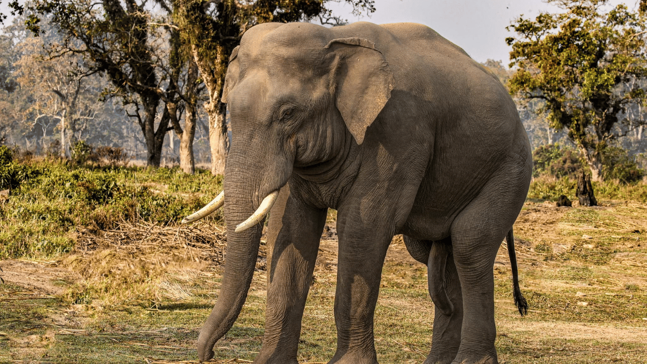 Valparai Elephant Attack: വാല്പ്പാറയിലെ കാട്ടാന ആക്രമണം; ജർമ്മൻ സ്വദേശിക്ക് ദാരുണാന്ത്യം Valparai Elephant Attack: വാല്പ്പാറയിലെ കാട്ടാന ആക്രമണം; ജർമ്മൻ സ്വദേശിക്ക് ദാരുണാന്ത്യം