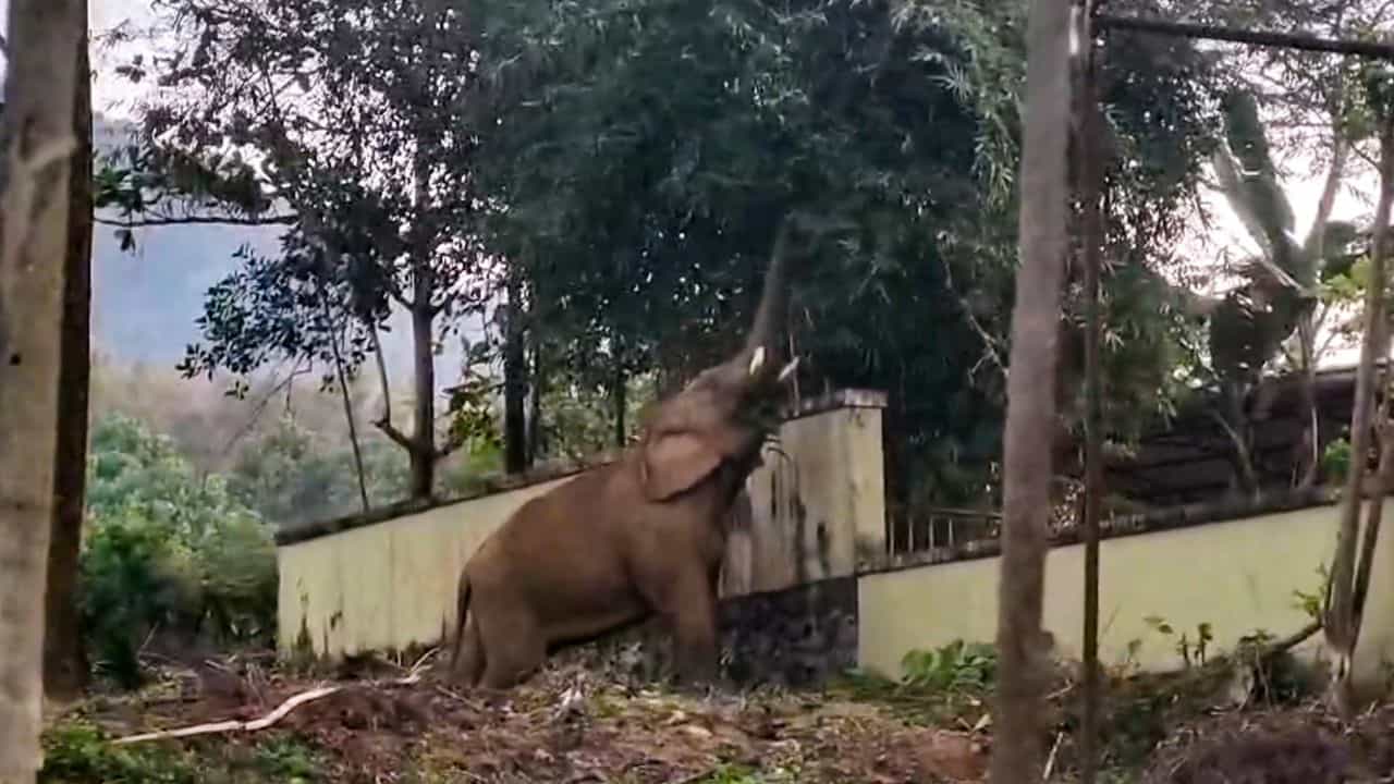 Wayanad Wild Elephant Attack : വയനാട്ടിൽ വീണ്ടും ആനക്കലി; കാട്ടാന ആക്രമണത്തിൽ യുവാവ് കൊല്ലപ്പെട്ടു