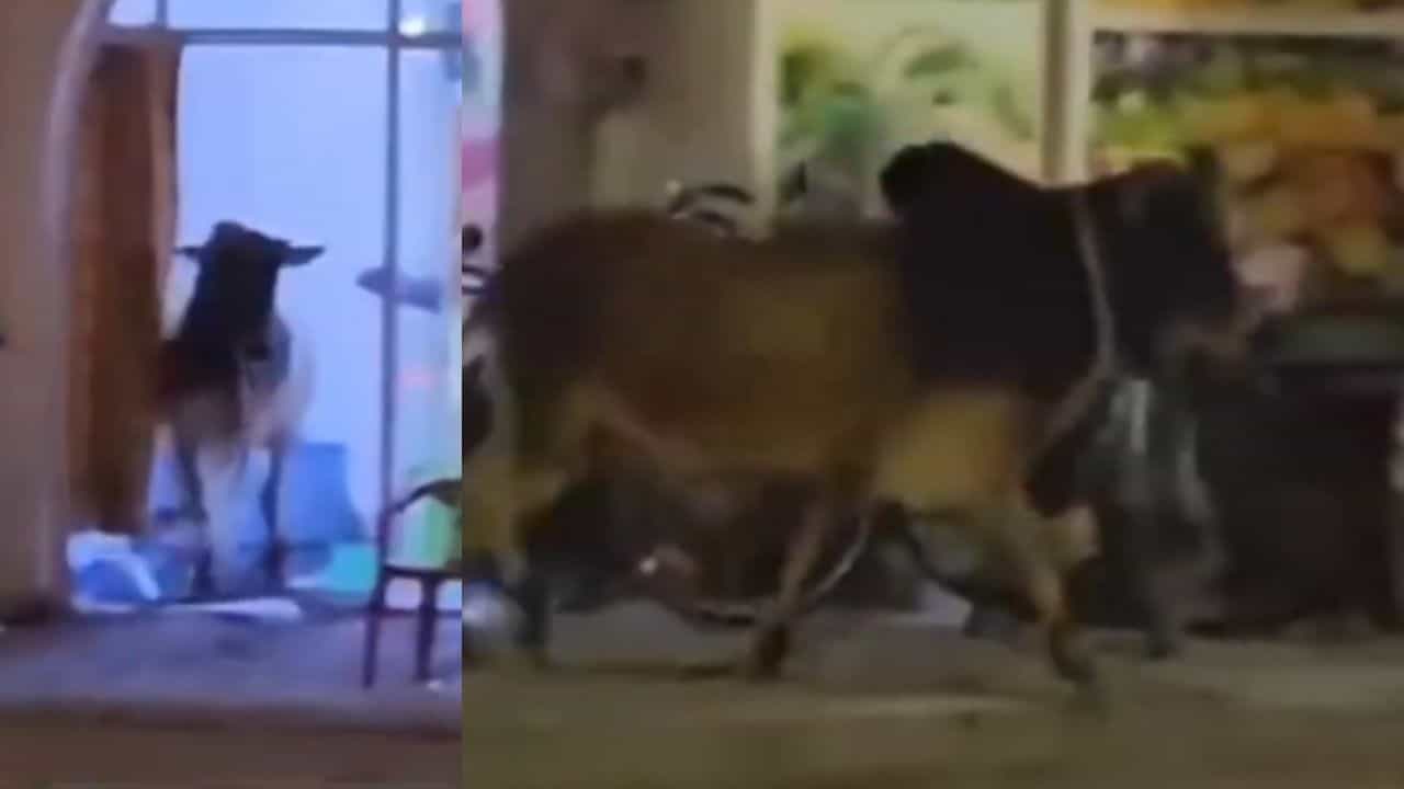 Wild Bull: ഒമാനില്‍ കാള വിരണ്ടോടി; കാറുമായി കൂട്ടിയിടിച്ച് അപകടം, വീഡിയോ