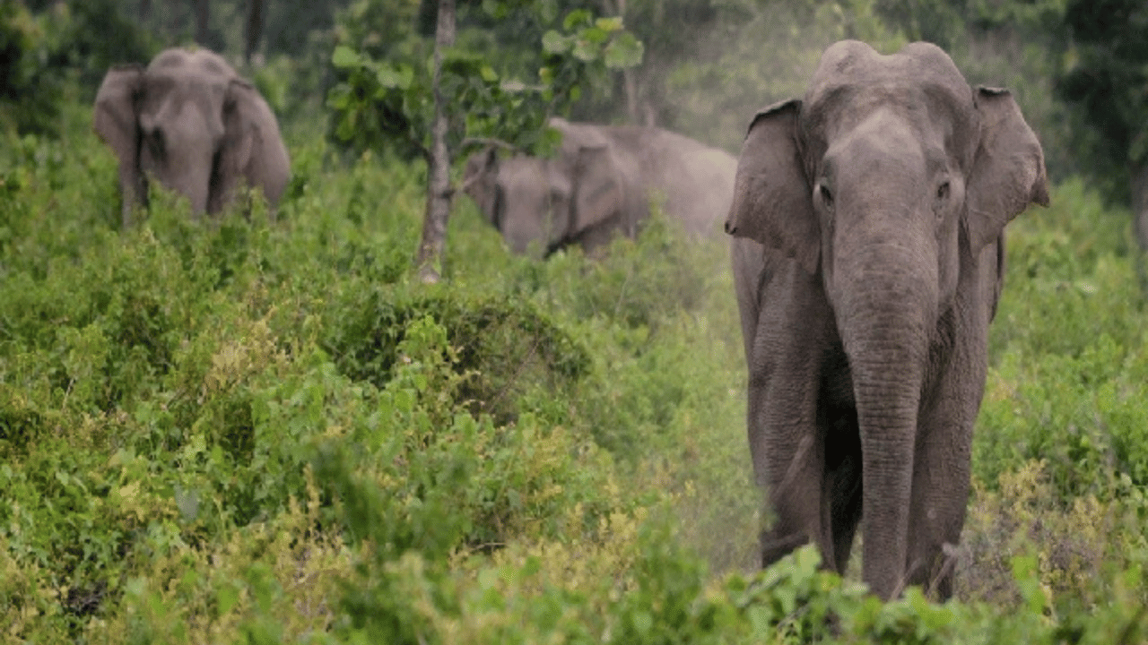 Wild Elephant Attack: കാട്ടാന ആക്രമണം; ആനമതിൽ നിർമ്മാണം പെട്ടെന്ന് പൂർത്തിയാക്കാൻ മന്ത്രിയുടെ നിർദേശം