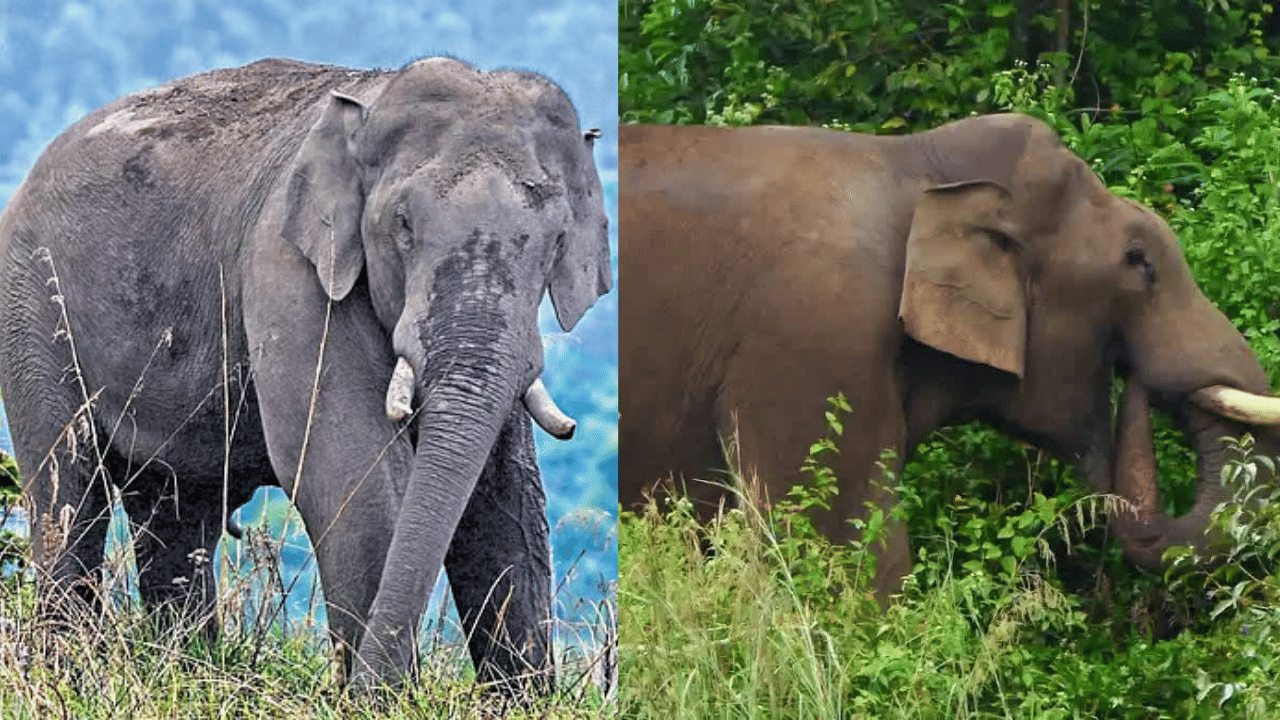 Wild Elephant Attack: ചക്കക്കൊമ്പൻ ഭീതിയിൽ ചിന്നക്കനാൽ, രണ്ട് വീടുകൾ തകർത്തു; കൃഷി നാശം, കെഎസ്ആർടിസിയും തടഞ്ഞു