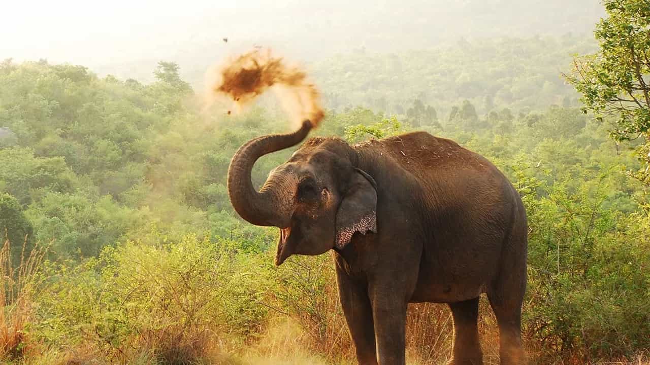Elephant Attack: വീണ്ടും ജീവനെടുത്ത് കാട്ടാന; ആറളം ഫാമിലുണ്ടായ ആക്രമണത്തില്‍ ജീവന്‍ പൊലിഞ്ഞത് ദമ്പതികള്‍ക്ക്‌