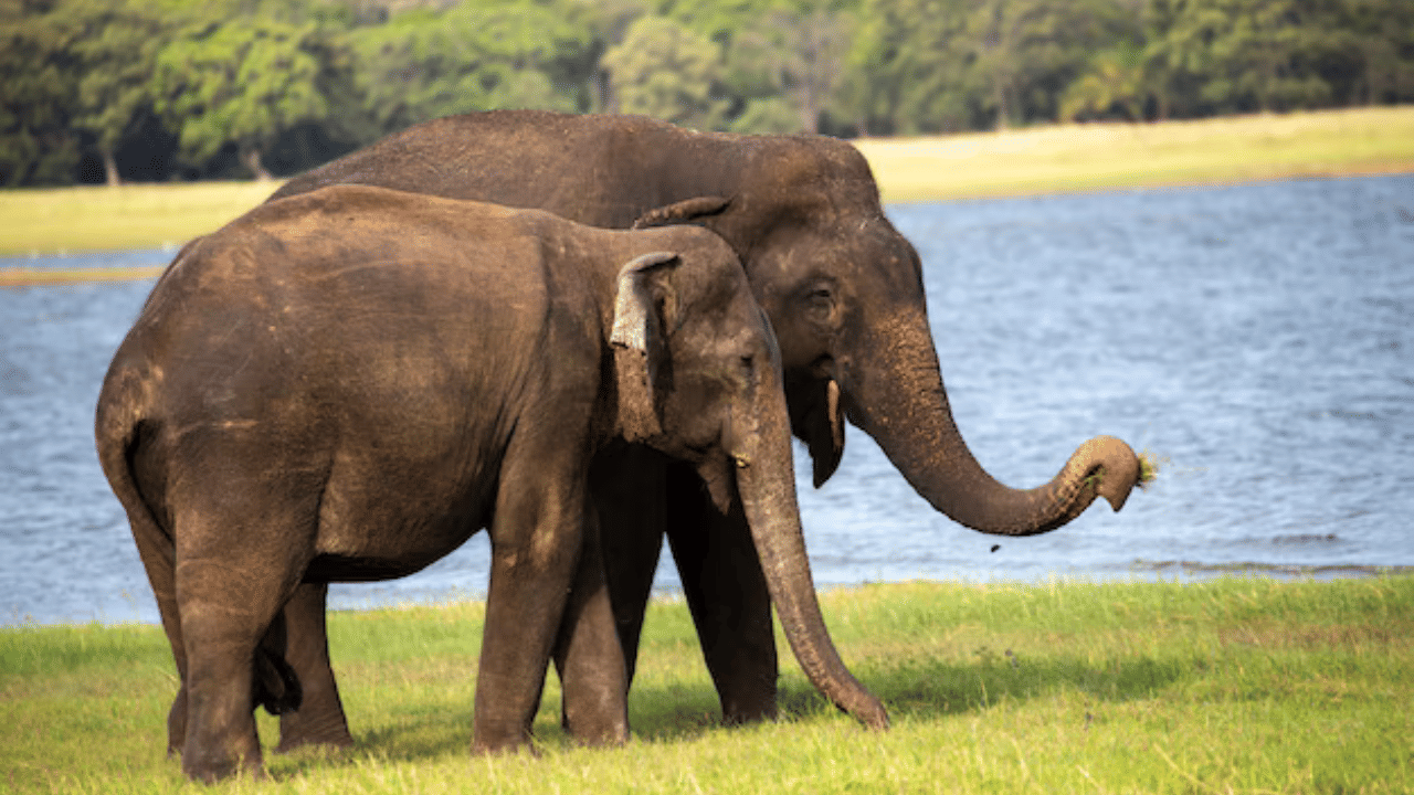 Wild Elephant Attack: വീണ്ടും കാട്ടാന ആക്രമണം, കൊല്ലപ്പെട്ട മാനുവിന്റെ ഭാര്യയെ കാണാനില്ല; മൃതദേഹത്തിനടുത്ത് നിന്നും ഷാൾ കിട്ടി