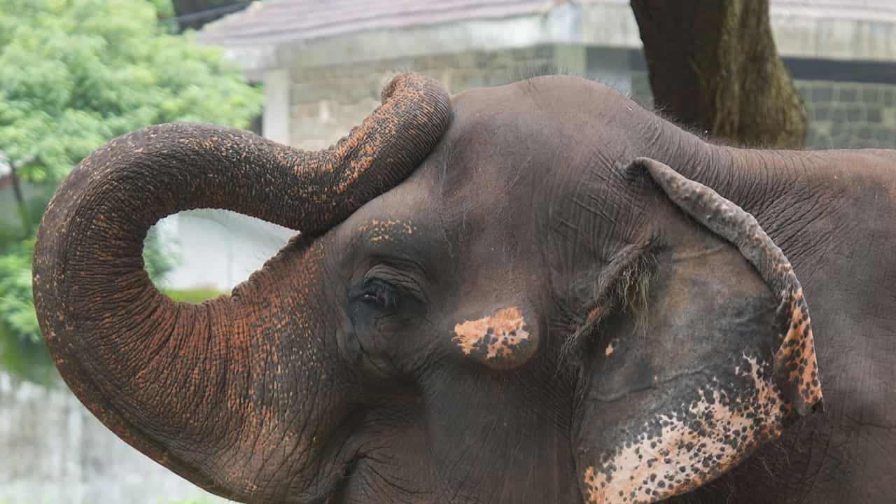 Elephant Attack : കൂറ്റനാട് നേര്‍ച്ച കഴിഞ്ഞ് മടങ്ങുന്നതിനിടെ ആന ഇടഞ്ഞു; കുത്തേറ്റ് പാപ്പാന് ദാരുണാന്ത്യം