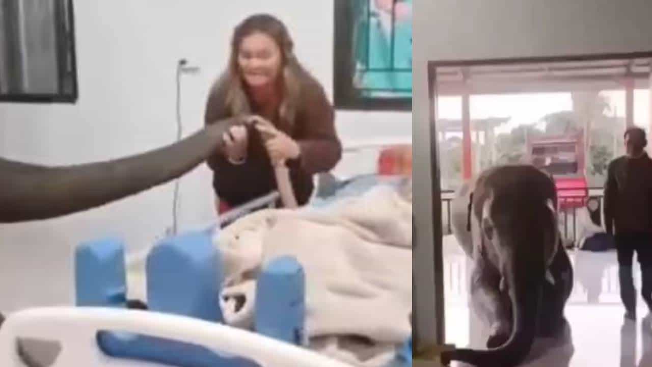 Viral Video: നൊമ്പര കാഴ്ച; ആശുപത്രിയില്‍ കിടക്കുന്ന പാപ്പാനെക്കാണാൻ ആന എത്തി; തുമ്പിക്കൈനീട്ടി ആശ്വാസിപ്പിച്ച് മടക്കം