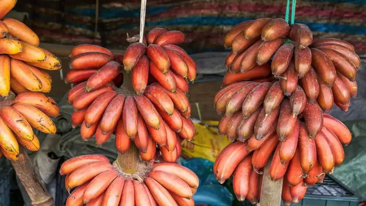ചുവന്ന വാഴപ്പഴത്തിൽ കലോറി വളരെ കുറവാണ്. ശരീരഭാരം കുറയ്ക്കാൻ ആഗ്രഹിക്കുന്നവർക്ക് ഇത് നല്ലൊരു ഭക്ഷണമാണ്. ഒരു വാഴപ്പഴം കഴിച്ചാൽ വയറു നിറഞ്ഞതായി തോന്നും. അതിനാൽ, അവർ അമിതമായി ഭക്ഷണം കഴിക്കുന്നത് നിർത്തുന്നു.