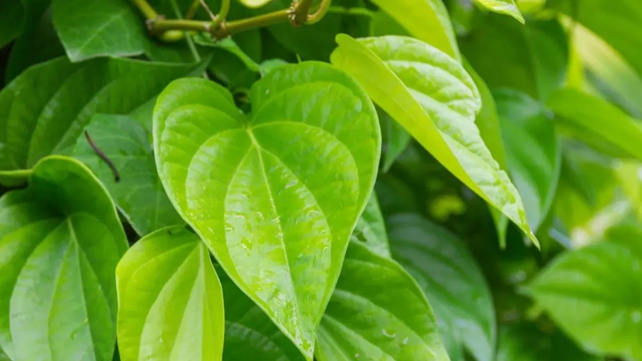 വെറ്റില ഒരു ആൻറി ബാക്ടീരിയൽ, ആന്റിഫംഗൽ ഏജന്റായി പ്രവർത്തിക്കുന്നു. വെറ്റില ദോഷകരമായ ബാക്ടീരിയകളെ ചെറുക്കുകയും നിങ്ങളുടെ ശ്വാസം വായു പുതുമയോടെ നിലനിർത്തുകയും ചെയ്യും ഇത് വായ്നാറ്റം ഇല്ലാതാക്കും. ഇത് ഒരു പ്രകൃതിദത്ത മൗത്ത് ഫ്രഷ്നറാണ്.