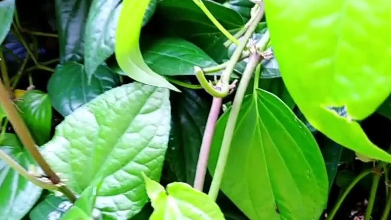ദിവസവും രണ്ട് വെറ്റില കഴിക്കുന്നത് വായ്നാറ്റം തടയാൻ സഹായിക്കുമെന്ന് വിദഗ്ദ്ധർ പറയുന്നു. കൂടാതെ ഹൃദയാരോഗ്യം മെച്ചപ്പെടുത്തും. മാത്രമല്ല, ചർമ്മം സുന്ദരമായിരിക്കാനും ഇത് സഹായിക്കുന്നു.