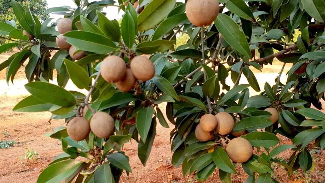 വൈറ്റാമിനുകൾ ബി, സി, ഇ, കാൽസ്യം, മഗ്നീഷ്യം, പൊട്ടാസ്യം, മാംഗനീസ്, ഫൈബർ, ധാതുക്കൾ, ആന്റിഓക്സിഡന്റുകൾ തുടങ്ങിയ പോഷകങ്ങളും സപ്പോട്ടയിൽ ധാരാളമായി അടങ്ങിയിട്ടുണ്ട്. ഇത് നിങ്ങളുടെ രോഗപ്രതിരോധ സംവിധാനത്തെ ശക്തിപ്പെടുത്തും. ചുമ, ജലദോഷം തുടങ്ങിയ ചെറിയ രോഗങ്ങളെ ചെറുക്കാനുള്ള കഴിവ് ഇതിനുണ്ട്.